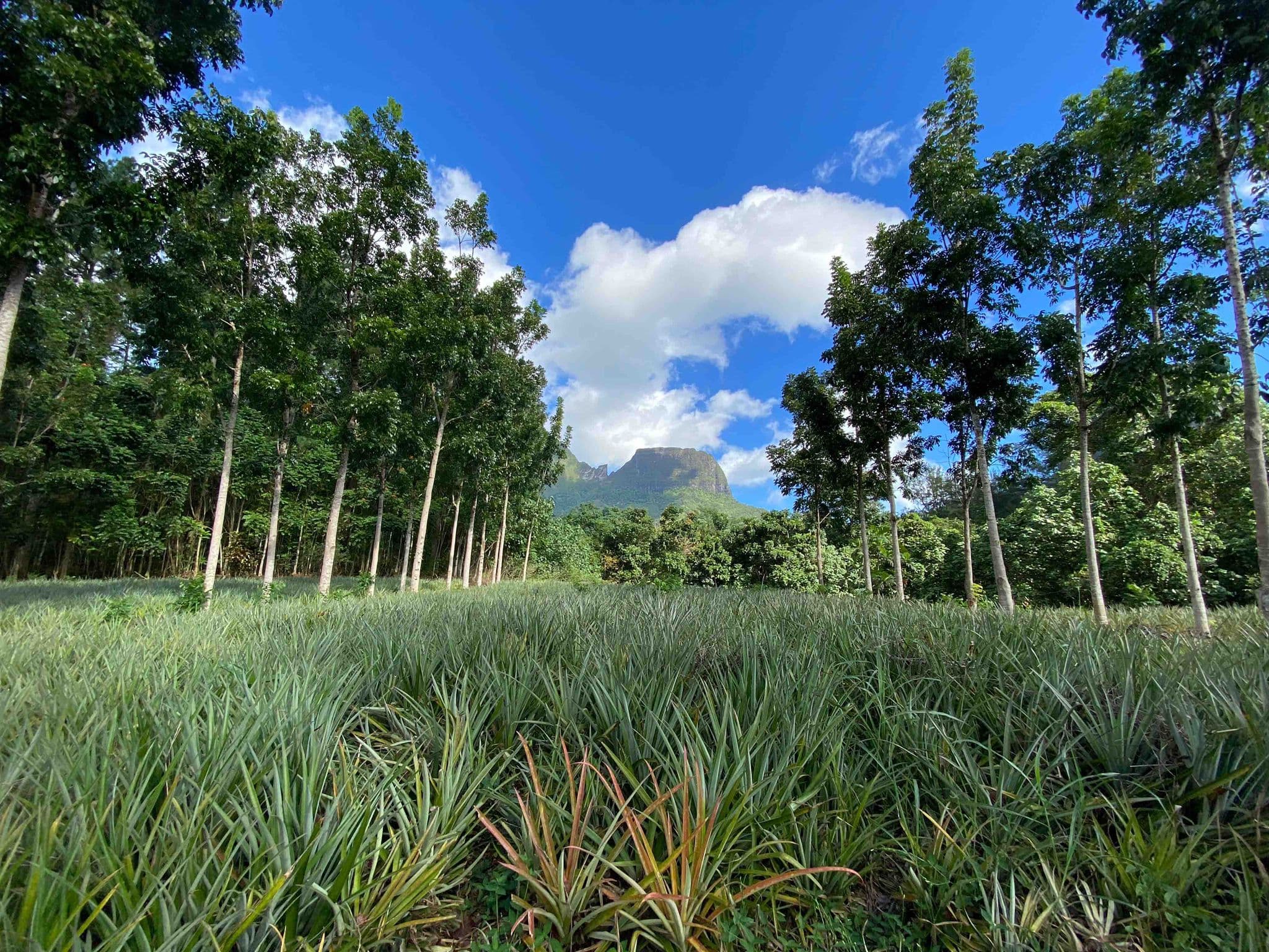 Ananas et montagnes