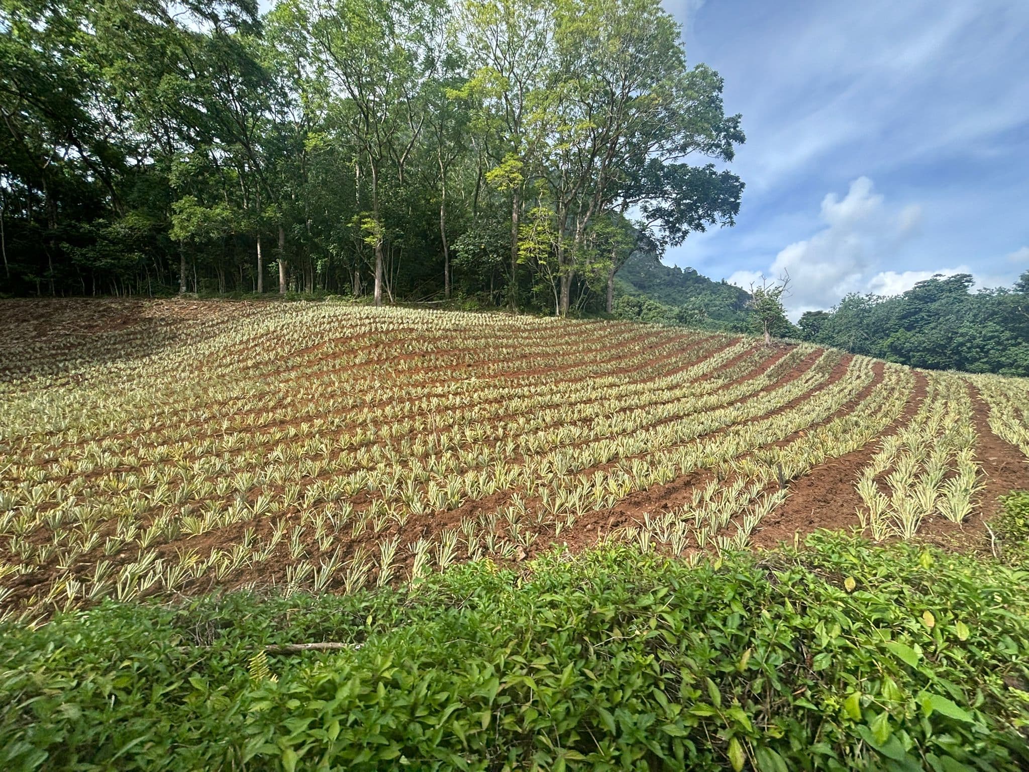 Plantations